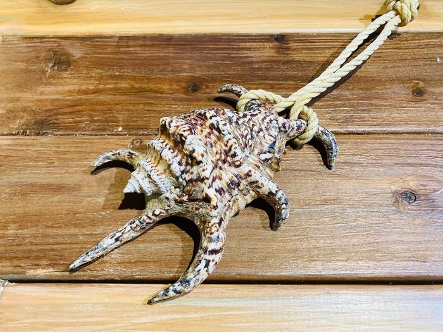 【伝統・魔よけ】久高島 の 水字貝 ( スイジガイ ) e258f747b71c737672a20eae582ecd